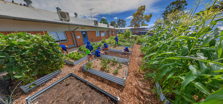 image of the school garden